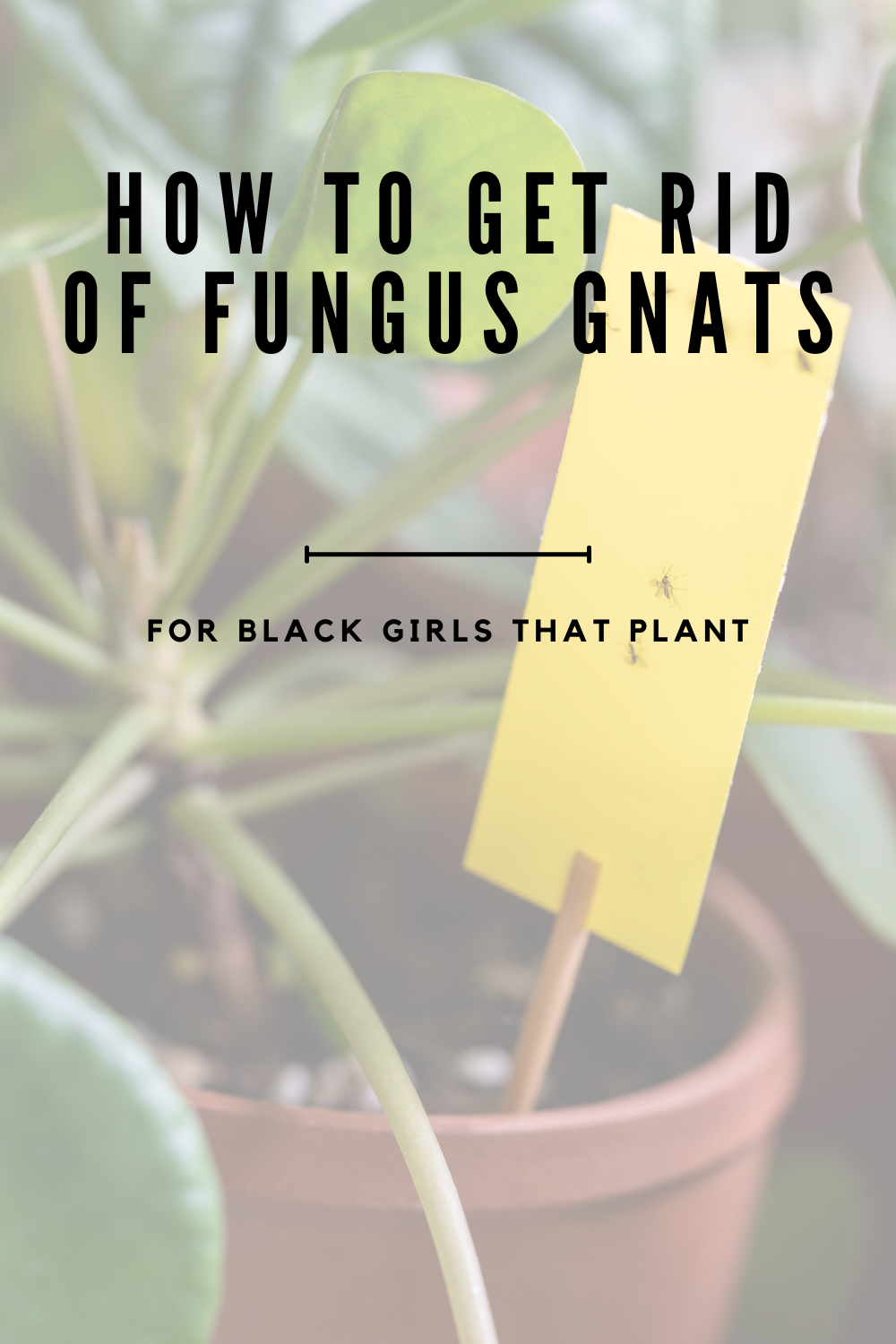 How to get rid of fungus gnats in your houseplants.